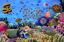 Obraz Morské živočíchy 1376